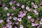 A group of sunlit pink Cranesbill geranium flowers, Geranium endressii Wargrave Pink, blooming in summer, Shropshire England