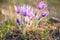 Group of sunlit wild pulsatilla flowers