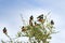 Group of Superb Starling bird on thorny branch at Serengeti National Park in Tanzania, East Africa