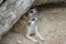 Group Suricata suricatta or meerkat in cave