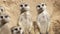 Group of suricates stand sentry