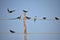 Group of swallow bird on a power wire line and pole.