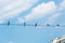 Group of swallow sitting on electric wire.