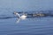 Group of swans on blue lake, largest waterfowl family, white adult, gray little swan animals, birds hurrying