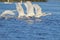 A group of swans running on the water