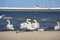 Group of swans on the sandy beach, close to the Sopot pier, Sopot, Poland