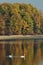 Group of swans sitting on the lake. Cygnus birds in the wild during autumn season