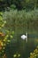 Group of swans sitting on the lake. Cygnus birds in the wild during summer season