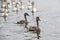 Group of swans that swim across The River Crouch from Hullbridge to Burnham on Crouch, Essex