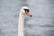 Group of swans that swim across The River Crouch from Hullbridge to Burnham on Crouch, Essex