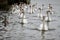 Group of swans that swim across The River Crouch from Hullbridge to Burnham on Crouch, Essex