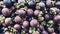 Group of sweet mangosteen pattern texture background