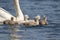 Group of Swimming Cygnets