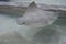 Group of Swimming Stingrays on the Ocean Floor