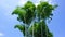 A group of tall green bamboos naturally under a blue sky with beautiful white clouds in a self-cultivated forest garden