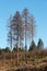 Group of tall leafless larch trees on the blue sky background.