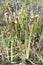 Group of tall Okefenokee Hooded Pitcher Plants on Chesser Prairie