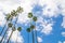 Group of tall palm trees, gathering around in the circle with cloudy sky at the background.