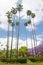 Group of tall palm trees, gathering around in the circle with cloudy sky at the background.