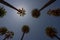 Group of tall palm trees reaching blue sky in Beverly Hills