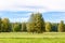 A group of tall pine trees in a clearing, lit by the rays of the sun early autumn.