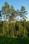 Group of tall scots or scotch pine Pinus sylvestris trees in forest.