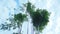 A group of tall straight bamboos against the backdrop of a blue sky with white clouds with natural sunlight from the garden