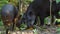 Group of tapirs eating in Ecuadorian amazon. Common names: Tapir, Danta