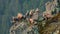 Group of tatra chamois climbing on rocks in summer