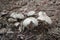 Group of Termite mushrooms that grow on the ground. The mushrooms are het khone