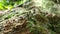 Group of termite walking on rock with moss