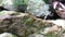 Group of termite walking on rock with moss