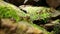 Group of termite walking on rock with moss