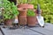 group of terra cotta flower pots and succulent plant on a garden