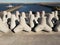 Group of tetrapods at the seashore in Japan on a sunny day