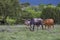 Group of Texas longhorn cattle in brush