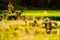 Group of Thai farmers work in rice field