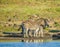 Group of thirsty Zebra drinking from a dam during safari in African bushveld