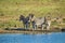 Group of thirsty Zebra drinking from a dam during safari in African bushveld