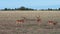 Group of Thompson Gazelle graze