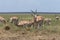 A group of Thomson\'s gazelles grazing