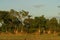 Group of Thornycroft Giraffe in Luangwa