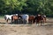 Group thoroughbred broodmares sharing hay against green natural