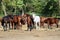 Group thoroughbred broodmares sharing hay against green natural