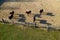 Group of thoroughbred horses walking and grazing in paddock near stable. Long evening afternoon shadow. Beautiful animals at farm