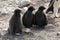Group of three Adelie penguin fledglings