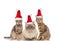 Group of three adorable metis cats dressed as santa claus