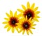 Group of Three Black Eyed Susan Rudbeckia flower isolated on white background