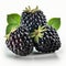 A Group of Three Blackberry Fruits,  on White Background - Generative AI