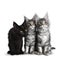 Group of three blue tabby / black solid Maine Coon cat kittens on white background